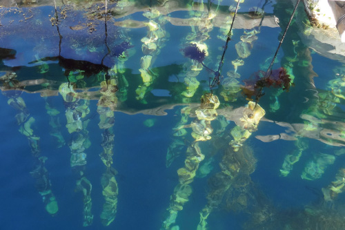 真珠母貝の大量変死を経て