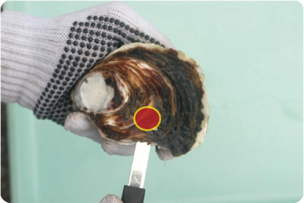 上貝柱切り離し