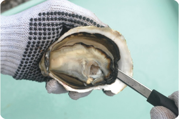 下貝柱切り離し